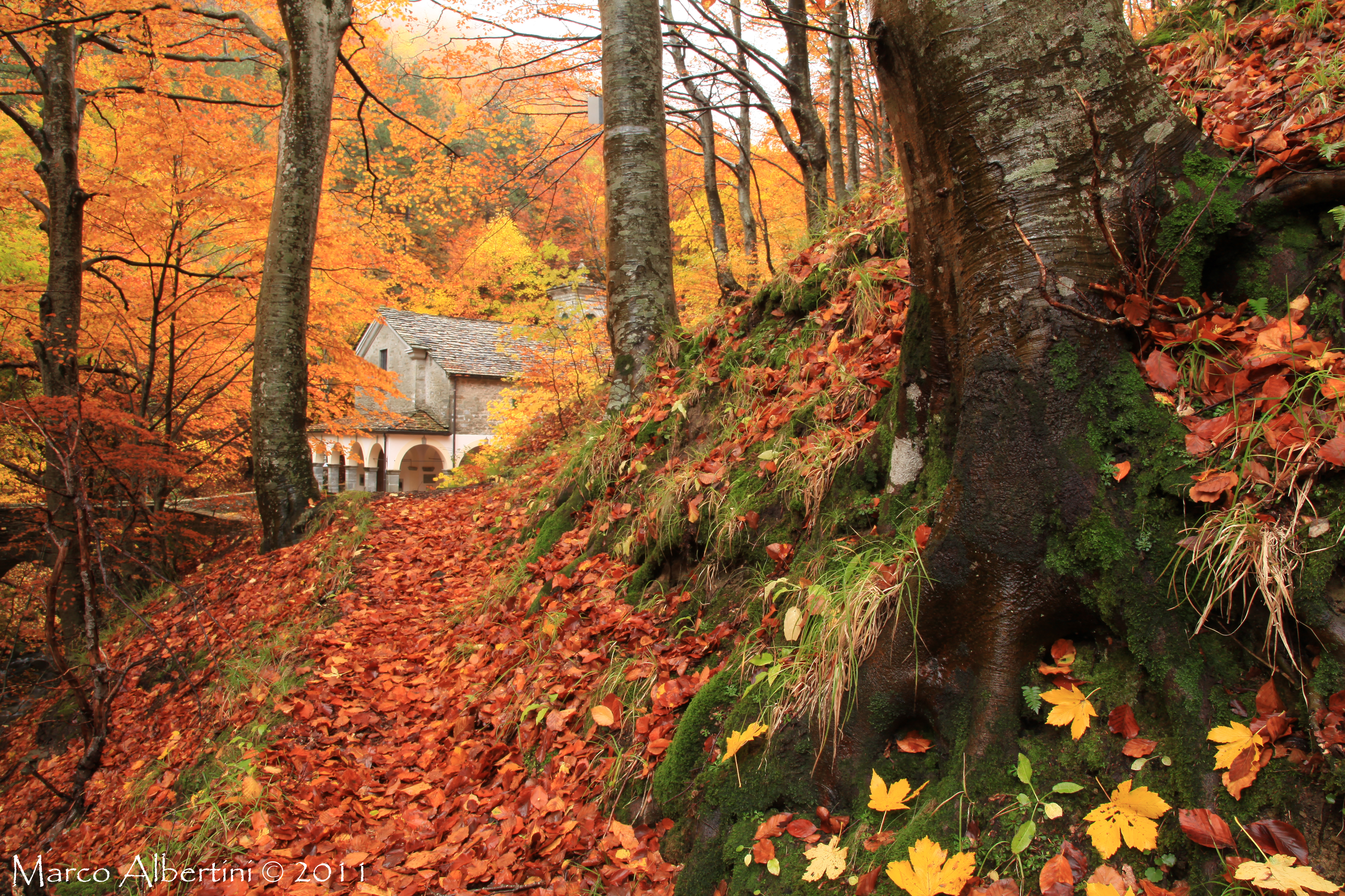 AUTUNNO ALLA MADONNA DEL FAGGIO  DOMENICA 24 NOVEMBRE