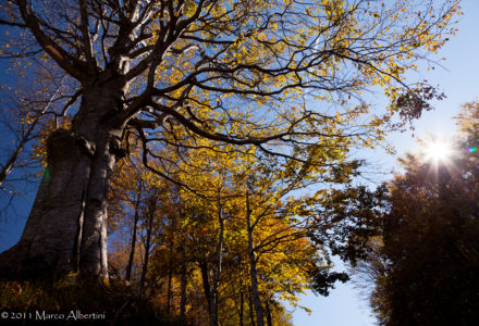 MAESTRI ALBERI <br/> DOMENICA 1 DICEMBRE