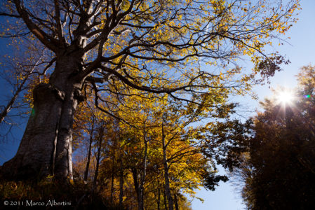 MAESTRI ALBERI  DOMENICA 1 DICEMBRE