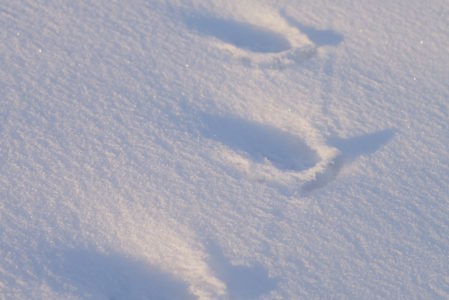 LA NATURA IN ALTA QUOTA  SABATO 1 FEBBRAIO