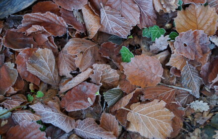 IL BOSCO D’INVERNO <br/> SABATO 28 DICEMBRE