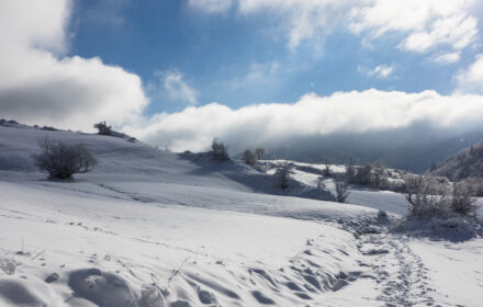 IL BOSCO D’INVERNO <br/> DOMENICA 29 DICEMBRE