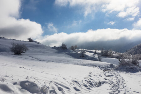 IL BOSCO D’INVERNO  DOMENICA 29 DICEMBRE