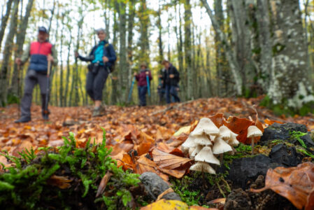 CHE FUNGO E’ QUESTO? ESCURSIONE CON MICOLOGO  SABATO 2 NOVEMBRE