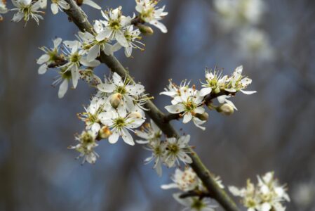 I PRUNI DI VILLA GHIGI  SABATO 15 MARZO